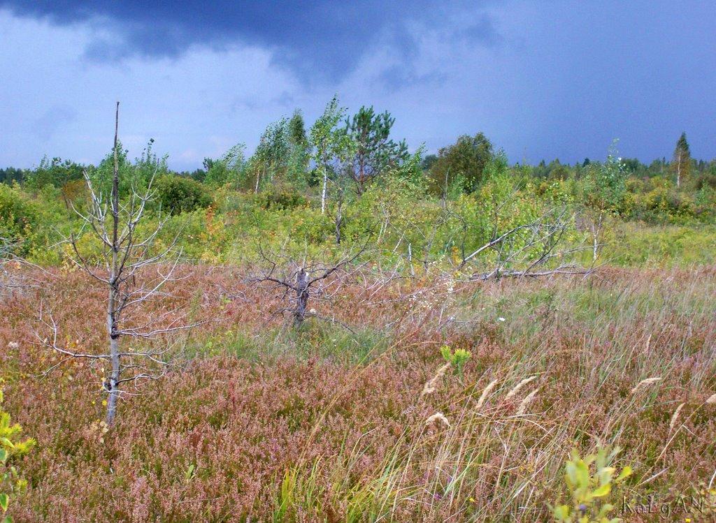 Збраньківці з panoramio.com - Збраньківці