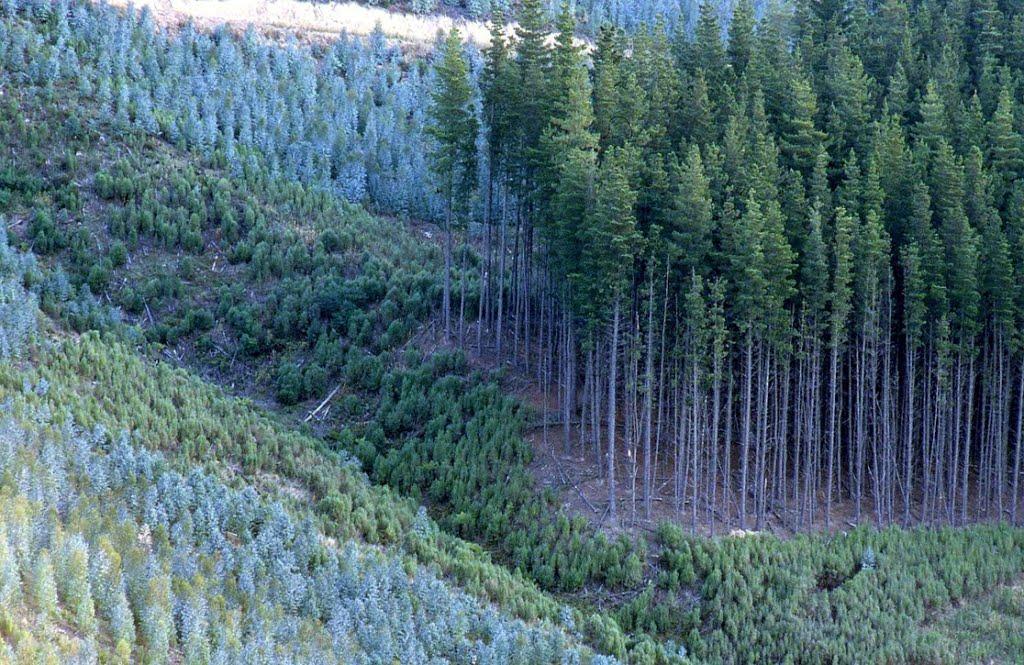 Соколівка з panoramio.com - Sokolivka