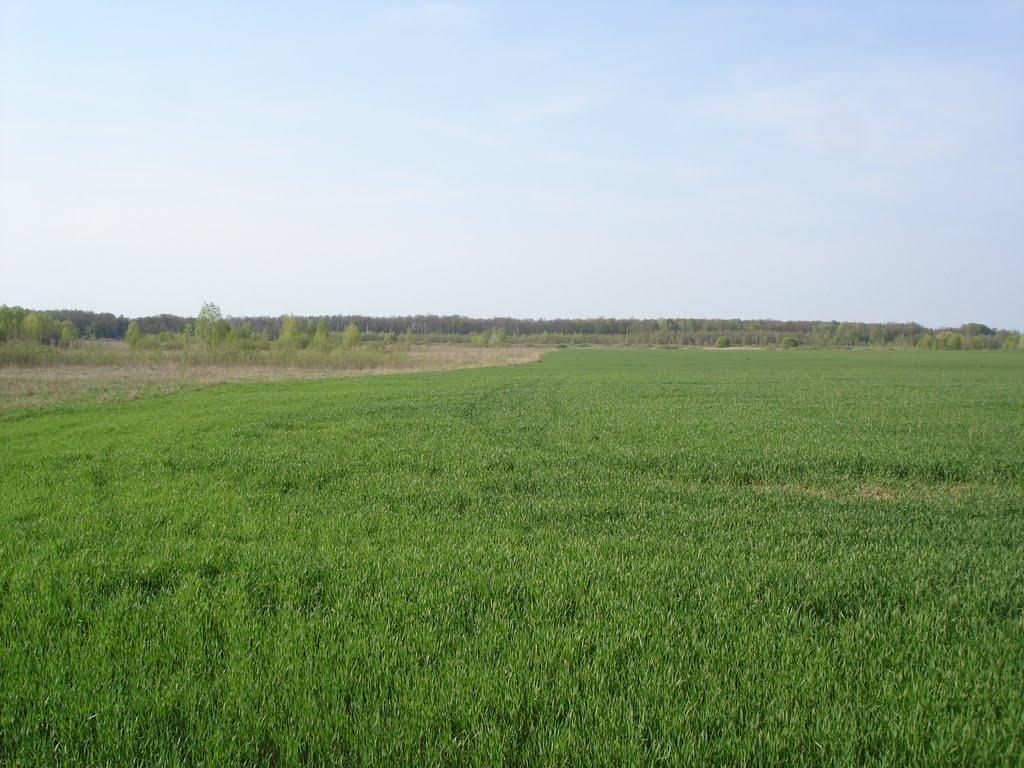 Червона Зірка з panoramio.com - Червона Зірка