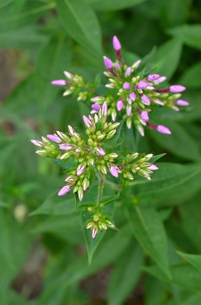 Мартусівка з panoramio.com - Мартусівка