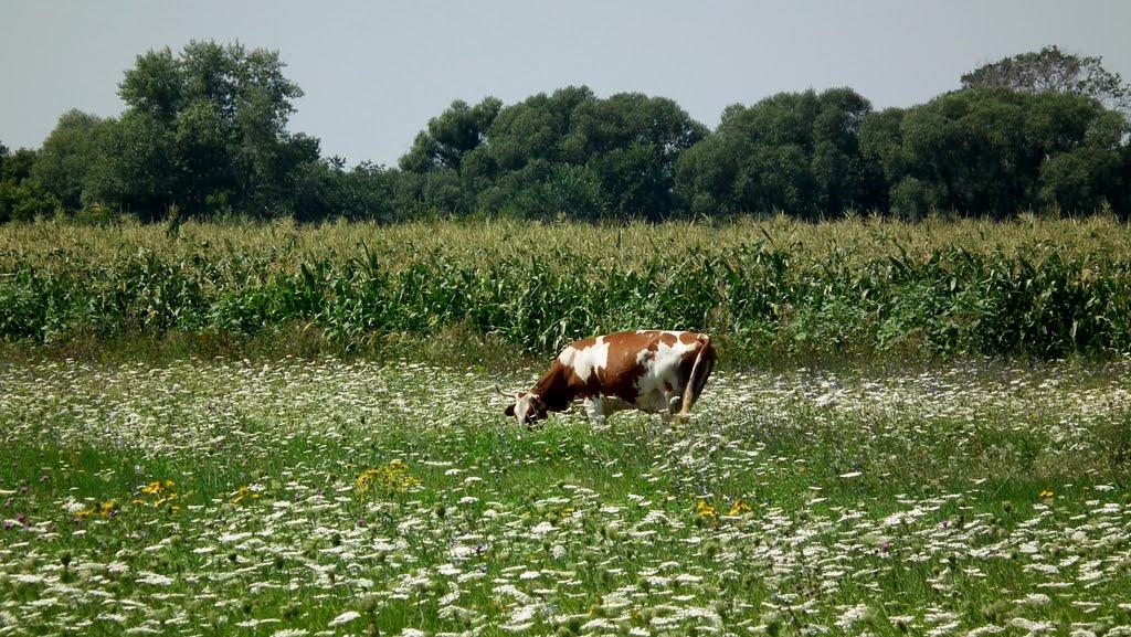 Новорозсош з panoramio.com - Новорозсош