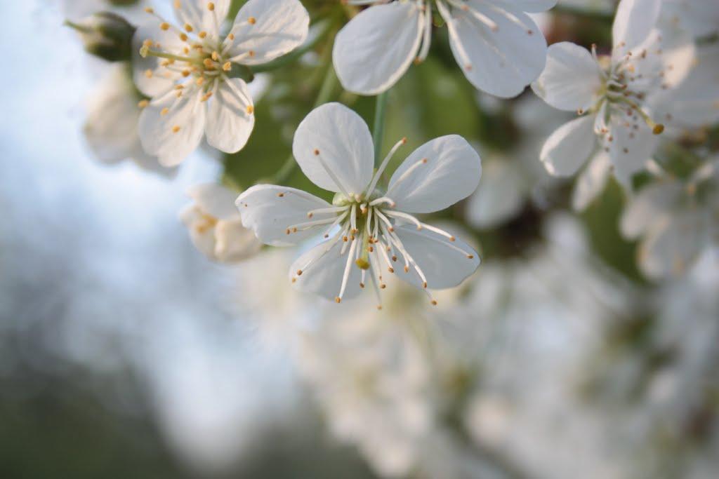 Дмитрівка з panoramio.com - Дмитрівка