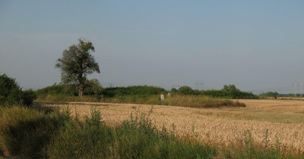 Розівка з panoramio.com (ч.2) - Розівка