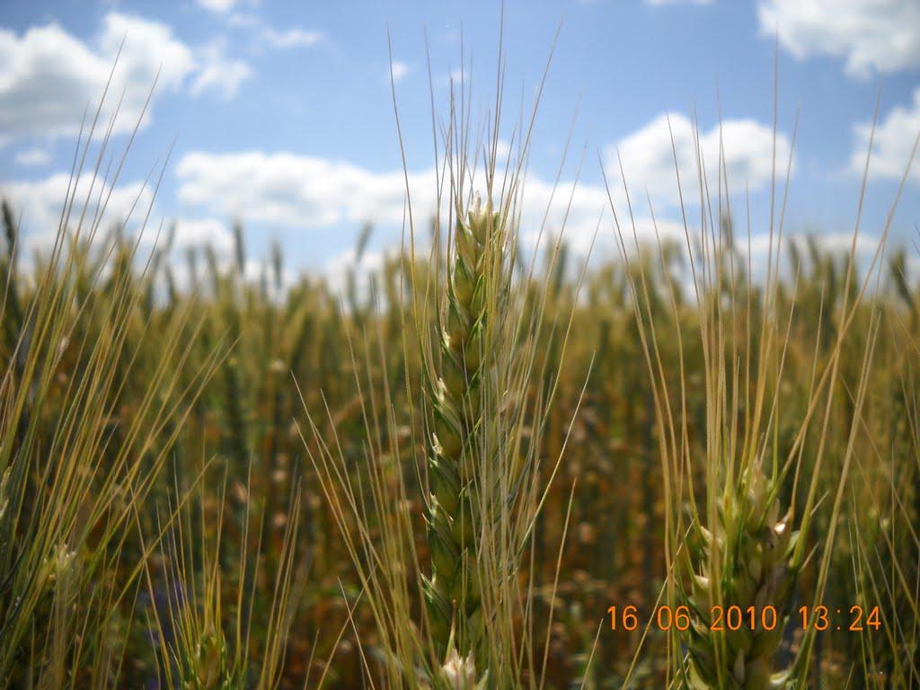 Мачухи з panoramio.com - Мачехи