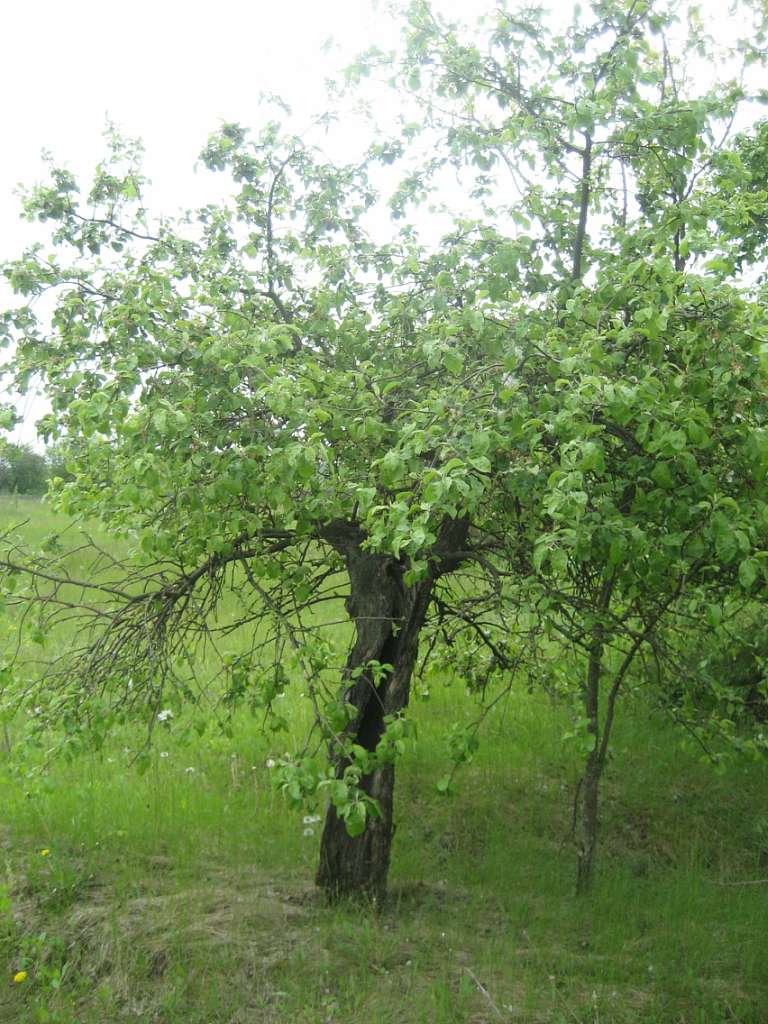 с.Китайгород - Kytaygorod