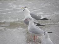 Корсунці з panoramio.com