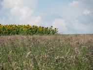 Біляни з panoramio.com