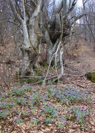 Тюшка з panoramio.com