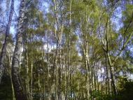 Петрове з panoramio.com