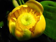 Островерхівка - Останні фото