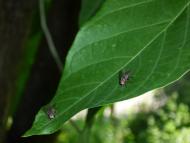 Щербини з panoramio.com