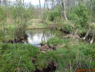 Кушкине - Останні фото