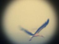 Косачівка з panoramio.com