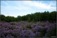 Диканька з panoramio.com