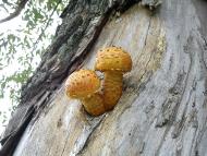 Шевченкове - Останні фото