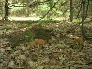 Кучугури з panoramio.com