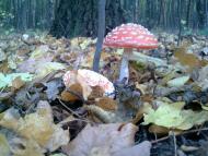 Лука з panoramio.com