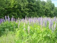 Мала Стружка з panoramio.com