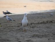 Корсунці з panoramio.com