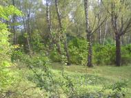 Петрове з panoramio.com