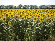 Шевченкове-Кут з panoramio.com