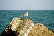 Фонтанка з panoramio.com