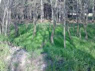 Новобогданівка з panoramio.com