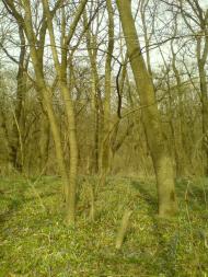 Дронівка з panoramio.com