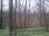 Циркуни з panoramio.com