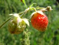 Генеральське з panoramio.com (ч.3)