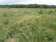 Новозванівка з panoramio.com