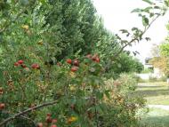 Вознесенськ з panoramio.com