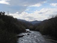 Чорноголова з panoramio.com