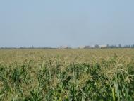 Кіровське з panoramio.com