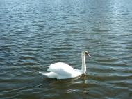 Кошари з panoramio.com