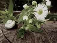 Розівка з panoramio.com (ч.2)