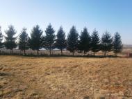 Берездівці з panoramio.com