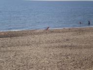 Грибівка з panoramio.com