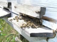 Майорщина з panoramio.com