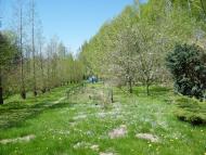 Циків з panoramio.com