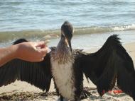 Більшовик з panoramio.com