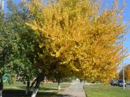 Костянтинівка з panoramio.com