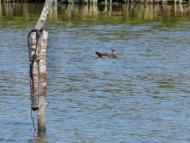 Павлівка - Останні фото