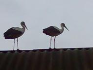 Домантове з panoramio.com