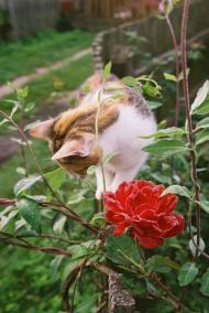 Новоугрузьке з panoramio.com