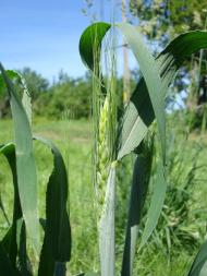 Красноліси - Останні фото