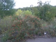 Давидо-Микільське - Останні фото