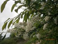 Берездівці з panoramio.com