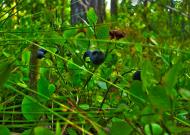 Клипець з panoramio.com