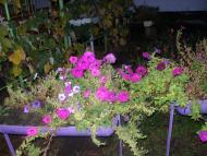 Узин з panoramio.com